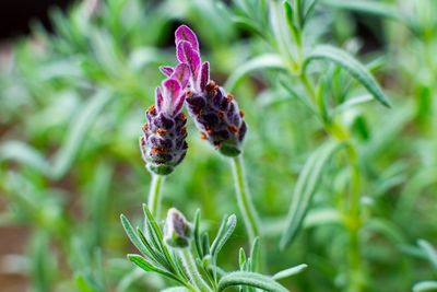 Close-up of purple flower