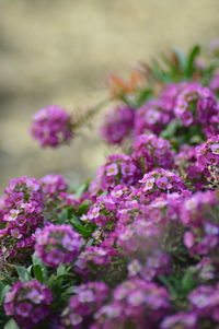 Close-up of purple flowering plants on field