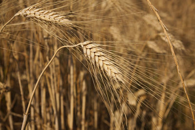 Close-up of wheat growing on field