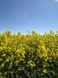 Low angle view of yellow flowers in field against clear blue sky