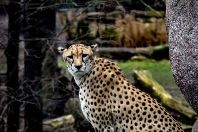 View of a cat on land