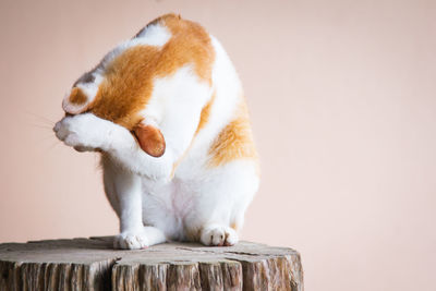 Close-up of cat sitting on tree stump