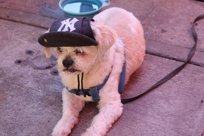 High angle view of dog looking away