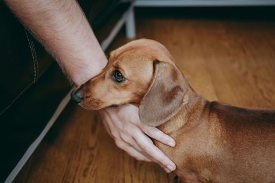 Cropped hand of man petting dog standing on hardwood floor