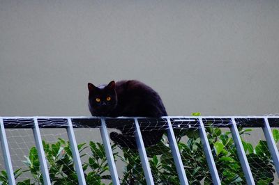 Portrait of black cat sitting on railing