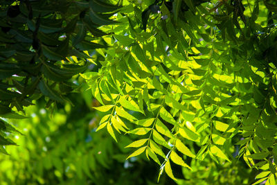 Close-up of fresh green leaves