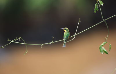 Bee-eater perching on plant