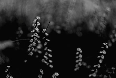 Close-up of plant against blurred background