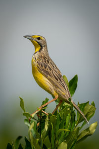 Yellow-throated longclaw perched on bush with catchlight