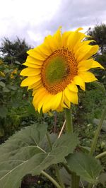 Close-up of sunflower blooming in field