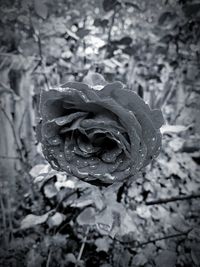 Close-up of water drops on rose