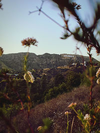 Close-up of plants growing on land against sky