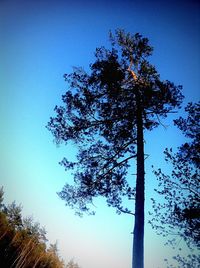 Low angle view of trees against clear blue sky