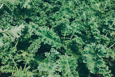 Full frame shot of fresh green leaves