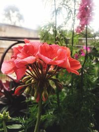 Close-up of red flowers