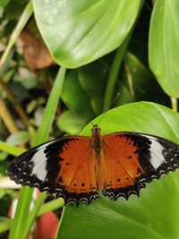 Close-up of butterfly pollinating flower