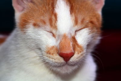 Close-up of cat with eyes closed