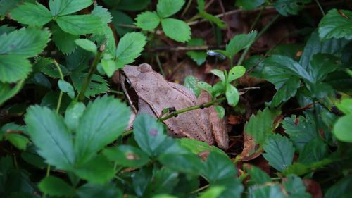 High angle view of frog in plants