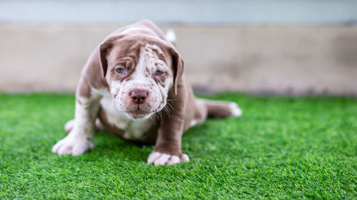 Portrait of puppy