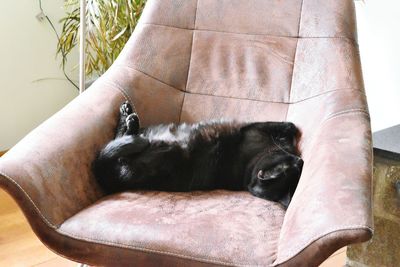 Close-up of cat lying on person