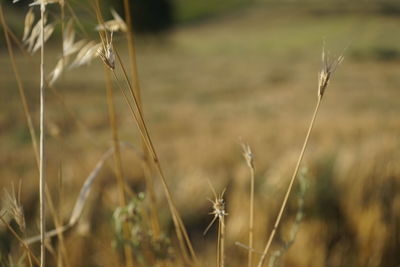 Close-up of stalks in field