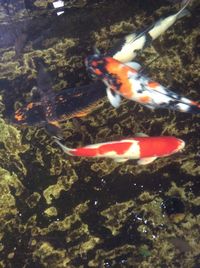 High angle view of koi carps swimming in water