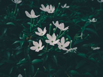 Close-up of white flowering plants