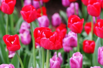 Close-up of red tulips blooming outdoors