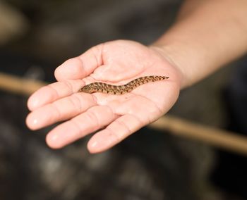 Close-up of hand holding fish