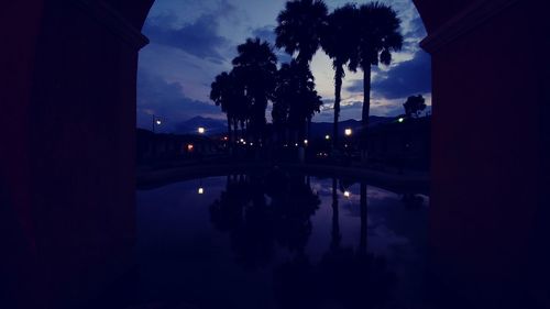 Silhouette of palm trees at night