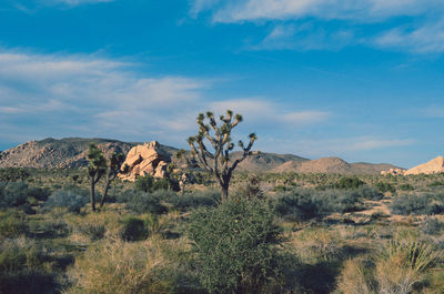 Trees on landscape against blue sky