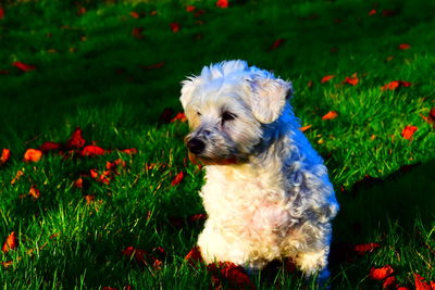 Dog looking away on field