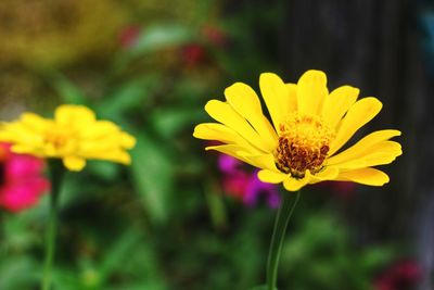 Close-up of honey bee on yellow flowering plant