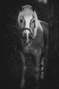 Portrait of horse