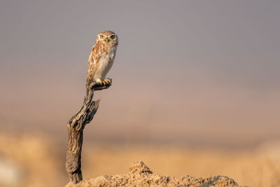 Close-up of lettel peeping owl on rock