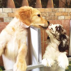 Close-up of dog sitting outdoors