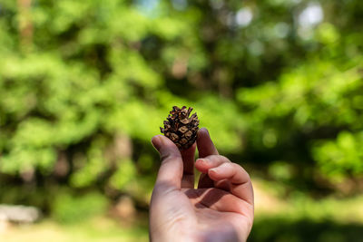 Close-up of hand holding pine cone