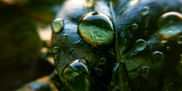 Close-up of raindrops on leaves