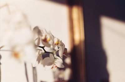Close-up of rose plant at home