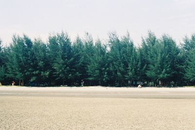 Trees on field against clear sky