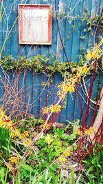 Ivy growing on grass