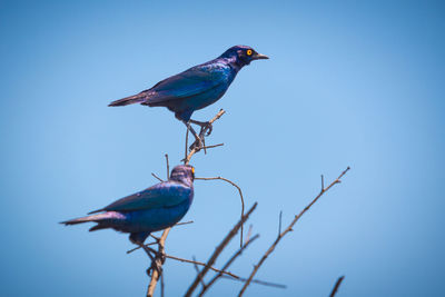 Low angle view of birds perching on branch against blue sky