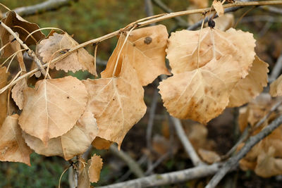 Close-up of dry autumn leaves on field