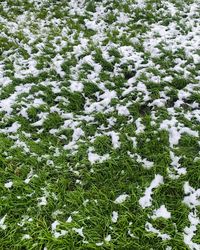 High angle view of snow covered field