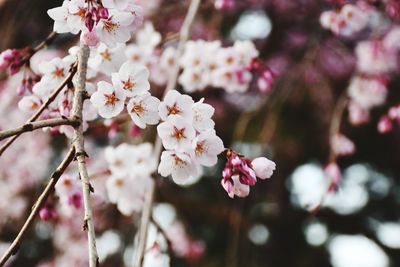 Close-up of pink cherry blossom