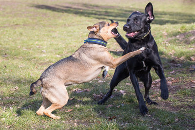 Two dogs on grass