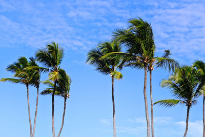 Low angle view of coconut palm tree against blue sky