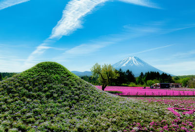 Panoramic view of purple flowering plants on field against sky