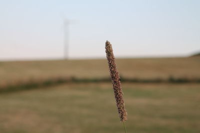 Close-up of plant on land against sky