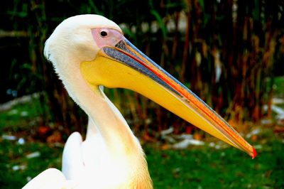 Close-up of pelican